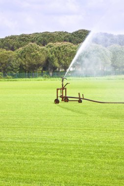 Yeşil biçilmiş çimmetal tahriş edici