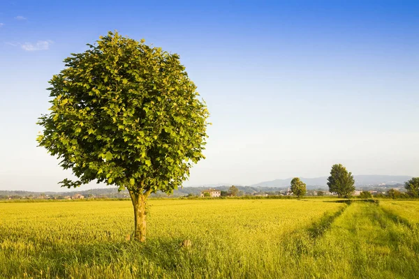 एक स्वर्ण टस्कनी गेहूं क्षेत्र में अलग पेड़ (इटली ) — स्टॉक फ़ोटो, इमेज