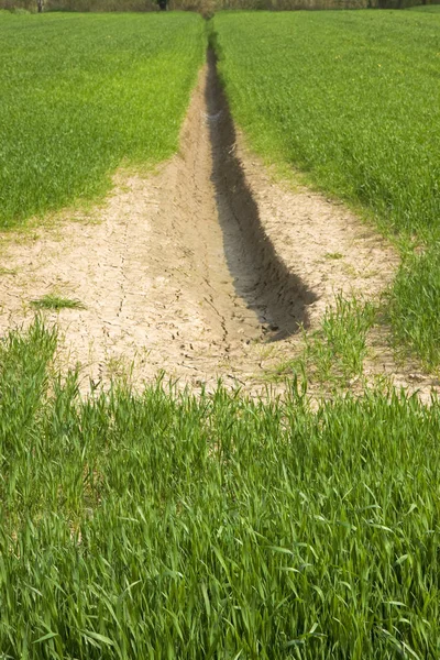 Campo de trigo con vastas áreas improductivas — Foto de Stock