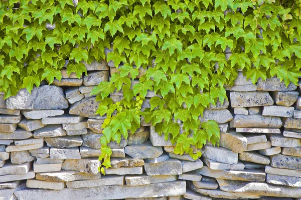 Steinmauer mit Efeu bedeckt - Bild mit Kopierraum — Stockfoto