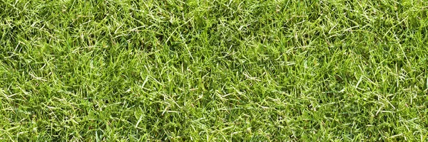 一个美丽的绿色修剪草坪的细节 — 图库照片