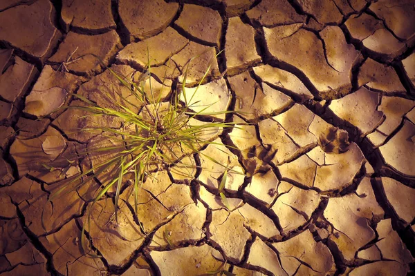 Terra infértil queimada pelo sol: conceito de fome e pobreza — Fotografia de Stock