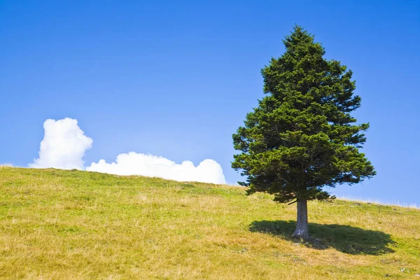 Isolerad tallskog i en grön äng-bild med kopierings utrymme — Stockfoto