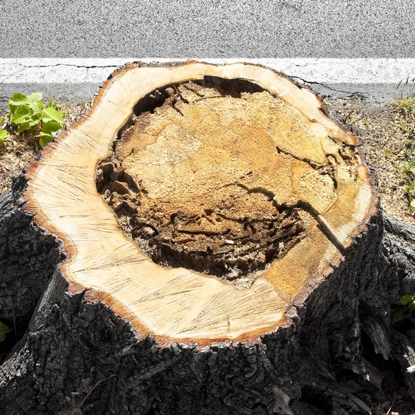 Détail de la souche de l'arbre récemment coupé . — Photo