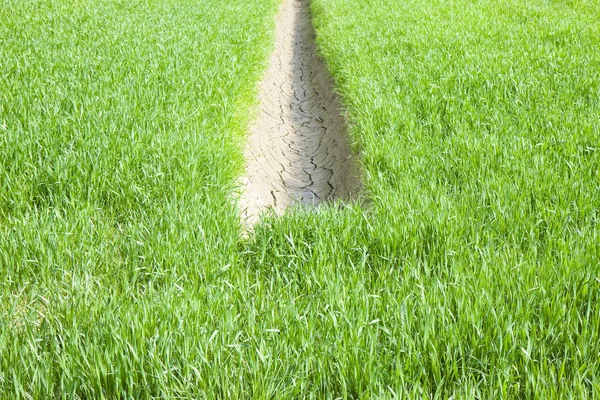 Weizenfeld mit Graben, zum Sammeln von Wasser, im Zentrum — Stockfoto