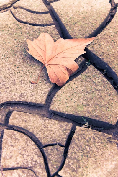 Isolated dry leaf on dry ground - toned image — Stock Photo, Image