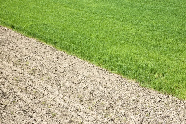 Campo de trigo y tierra arada. Imagen con espacio de copia (Toscana - It — Foto de Stock