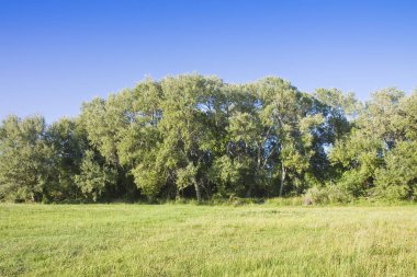 Backgrou üzerinde yeşil bir alan, çim, ağaç ve gökyüzü ile Kırsal sahne
