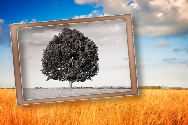 Vykort av en isolerad träd i en Toscana Wheatfield-(Toscana — Stockfoto
