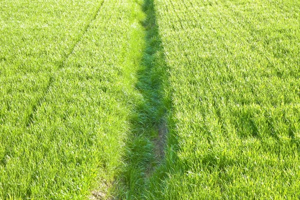 Grünes Gras Feld Hintergründe von oben gesehen - Bild whit copy — Stockfoto