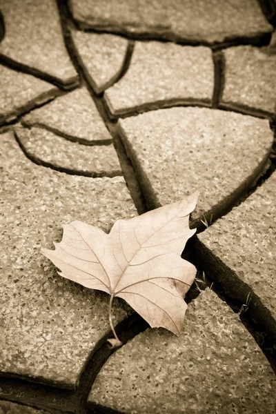 Folha seca isolada em solo seco - Outono concet — Fotografia de Stock