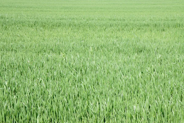 Campo di erba verde — Foto Stock