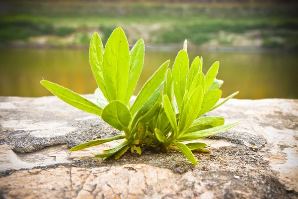 Small plant was born in an improbable place - power of life conc — Stock Photo, Image