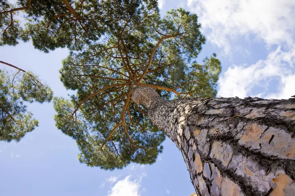 Çam ağacı detay — Stok fotoğraf