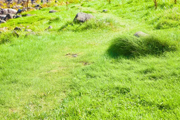 Grönt irländska vilda gräs fält bakgrund under sommarsäsongen (lagarnas — Stockfoto