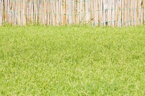 Lathwork ile güzel yeşil mowed çim detay — Stok fotoğraf