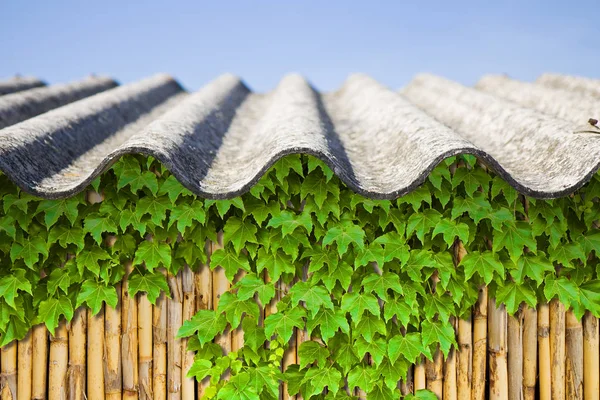 Asbestos roof above a wattle wall covered in ivy — Stock Photo, Image