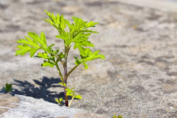 Small plant born on a concrete wall - power of life concept imag — Stock Photo, Image
