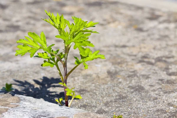 Piccola pianta nata su un muro di cemento - concetto di potere della vita imag — Foto Stock