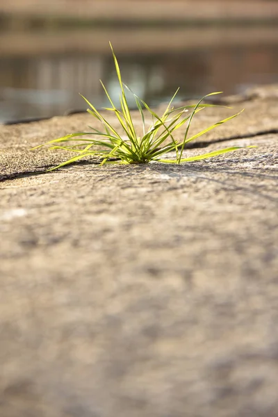 Kleine Groene Plant Geboren Steen — Stockfoto