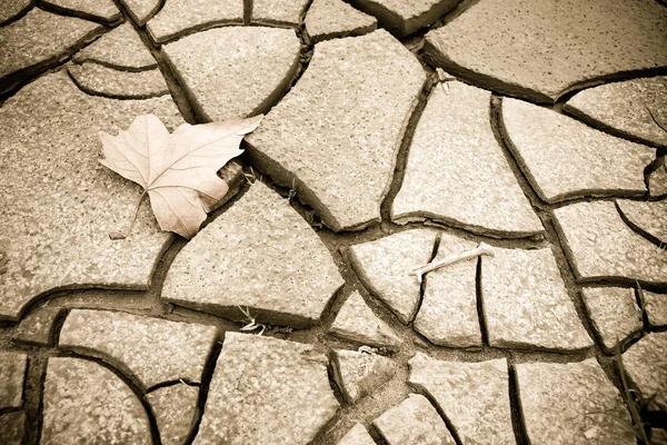 Изолированный сухой лист на земле - концептуальное изображение — стоковое фото