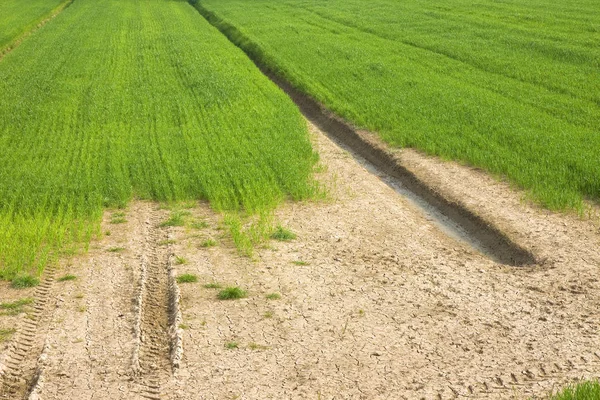 Weizenfeld mit riesigen unproduktiven Flächen — Stockfoto