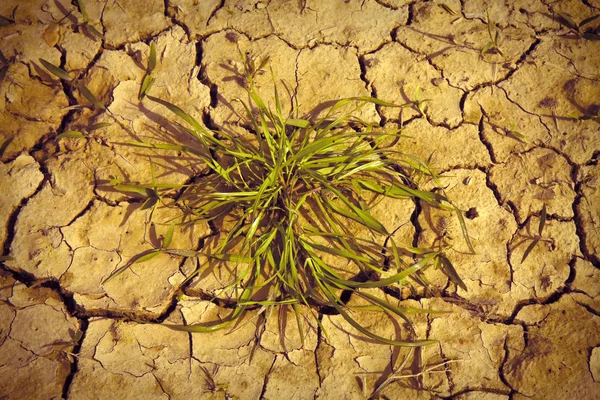 被太阳烧毁的贫瘠土地:饥荒和贫困概念 — 图库照片
