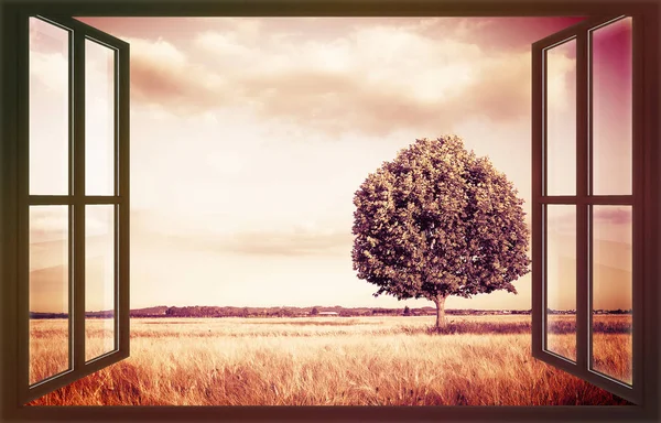 Isolerat träd i en Toscana Wheatfield sett från ett fönster-(Tusc — Stockfoto