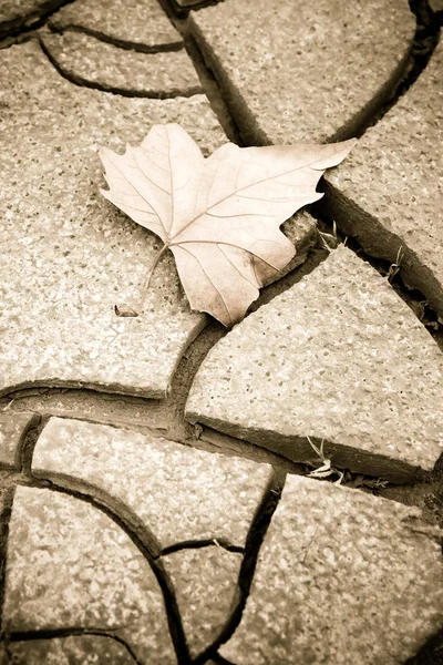 Geïsoleerde droog blad op de grond - concept afbeelding — Stockfoto