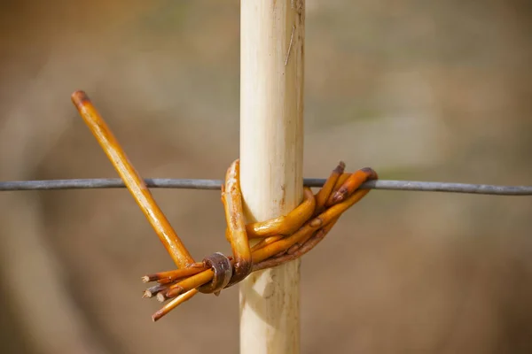 Noeud naturel utilisé par les agriculteurs dans l'agriculture — Photo