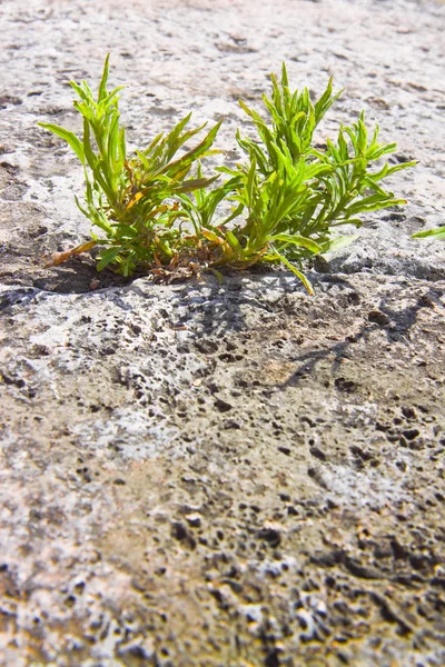 Мала рослина народилася в неймовірному місці сила життєдіяльності — стокове фото