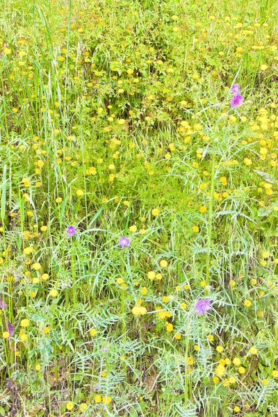 Verde campo di erba selvatica - tiro pieno telaio — Foto Stock