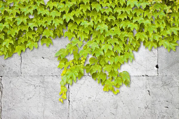 Witte stenen muur bedekt met groene klimop - afbeelding met kopieerruimte — Stockfoto