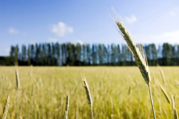 Campo de trigo al atardecer — Foto de Stock