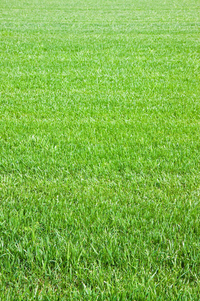 Detail of a beautiful field of cultivated fresh grass 