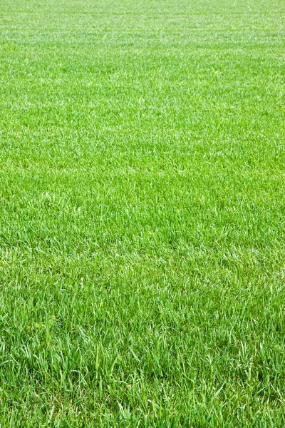 Detail of a beautiful field of cultivated fresh grass — Stock Image Detail Beautiful Field Cultivated Fresh Grass Royalty Free Stock Photos