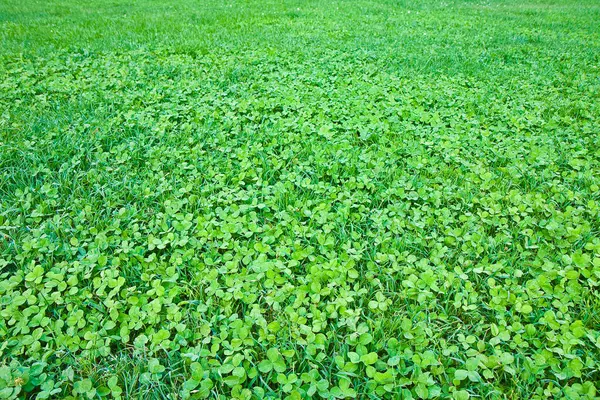 Dettaglio Bellissimo Campo Trifoglio Fresco Verde — Foto Stock