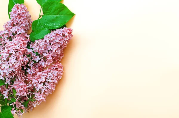 Şeftali arka planında yeşil yapraklı pembe leylak. Geçmişi ve dokusu. Metin için boş alan. Uzayı kopyala Şablon. Reklamcılık. Güzellik teması. Güzel ve bahar arkaplanı.