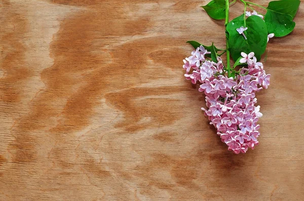 Ahşap arka planda yeşil yapraklı pembe leylak. Geçmişi ve dokusu. Metin için boş alan. Uzayı kopyala Şablon. Reklamcılık. Güzellik teması. Güzel ve bahar arkaplanı. Tahta