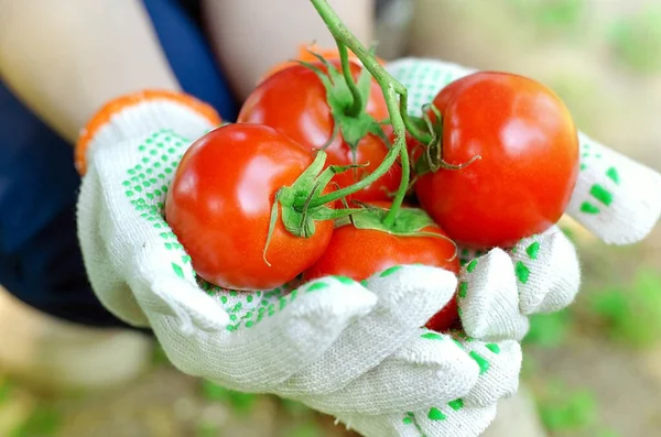 Red ripe tomatoes on a twig in the hands of a gardener, summer resident. Garden. Hands in gloves. Harvest your garden. Planting and picking vegetables. Home-made vegetables.
