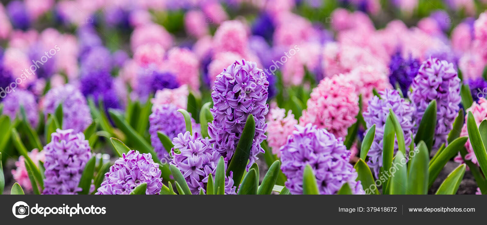 多色のヒヤシンス 伝統的なイースターの花 花の背景 イースターの背景を持つ大きな花壇 ストック写真 C Sunday Morning