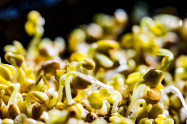 Hardallı mikro yeşilliklere yakın çekim. Hardal filizleri yetişiyor. Evde tohum filizlenmesi. Vejetaryen ve sağlıklı beslenme konsepti. Filizlenmiş tohumlar, mikro yeşiller.