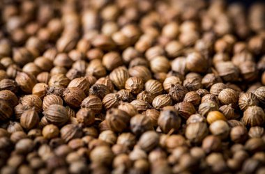 Kişniş tohumlarını kapatın, arkaplan resmi olarak uygun. Baharatlı arka plan. Kişniş tohumları mikro yeşil için filizlenebilir.