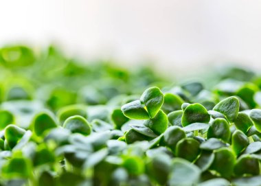 Fesleğen mikroyeşilliği yakın plan. Büyüyen fesleğen filizleri manzarayı kapatır. Evde tohum filizlenmesi. Vejetaryen ve sağlıklı beslenme konsepti. Filizlenmiş tohumlar, mikro yeşiller.