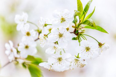 Kiraz ağacı Prunus Cerasus çiçeği. Bulanık doğal arka planda beyaz çiçekli güzel bir dal. Bahar çiçeği arka planı. Seçici odak.