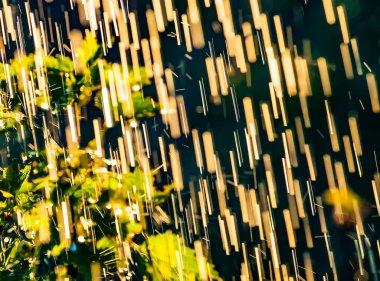 Şiddetli bir yağmurun altında yapraklar ve yazın güneşin altın ışınlar altında su damlaları. Taze yağmurlu yaz arkaplanı. Yağmur ve güneş.