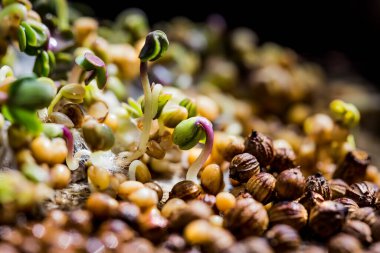 Hardallı mikro yeşilliklere yakın çekim. Hardal filizleri yetişiyor. Evde tohum filizlenmesi. Vejetaryen ve sağlıklı beslenme konsepti. Filizlenmiş tohumlar, mikro yeşiller.