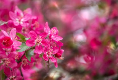 Cennet elma ağacının ya da botanik bahçesindeki elma ağacının parlak mor çiçekleri. Baharda çiçek açan elma ağacı. Çiçek açan bir elma ağacının dalına yakın kırmızı çiçekler.