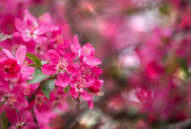Cennet elma ağacının ya da botanik bahçesindeki elma ağacının parlak mor çiçekleri. Baharda çiçek açan elma ağacı. Çiçek açan bir elma ağacının dalına yakın kırmızı çiçekler.