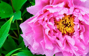 Parlak pembe fuşya rengi şakayık çiçeği renginde. Peeonia funruticosa ya da çiğ ağacı şakayığı ya da yağmurlu su damlaları. Kapat. Bahar arkaplanı